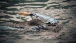 Damian a dispărut fără urmă în lacul Viverone din Italia sub ochii soţiei şi a fiicei sale. După câteva zile, trupul românului a fost găsit