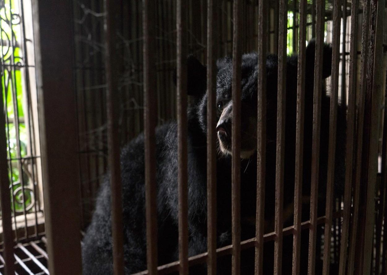 O ursoaică și-a ucis puiul ca să-l scape de tortură, apoi s-a sinucis, într-o fermă din China unde erau maltratați pentru fierea lor Ursoaica ținută captivă într-o cușcă