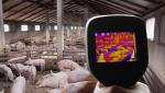 Focar de pestă porcină africană în cea mai mare fermă de porci din Ialomiţa: 24.000 de animale vor fi sacrificate