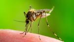 Primul român ucis de virusul West Nile, în acest sezon. Recomandarile autorităţilor şi la ce simptome trebuie să fim atenţi