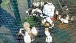 Porcuşori de Guineea, cu răni şi flămânzi, s-au îmbulzit pe câteva fire de iarbă, la Parcul Vânători Neamț. Îngrijitorii le dădeau grăunţe, deşi sunt erbivori