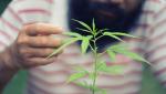 Cultivarea canabisului acasă, la scară mică, ar putea fi posibilă în Italia. Oamenii ar putea creşte până la patru plante