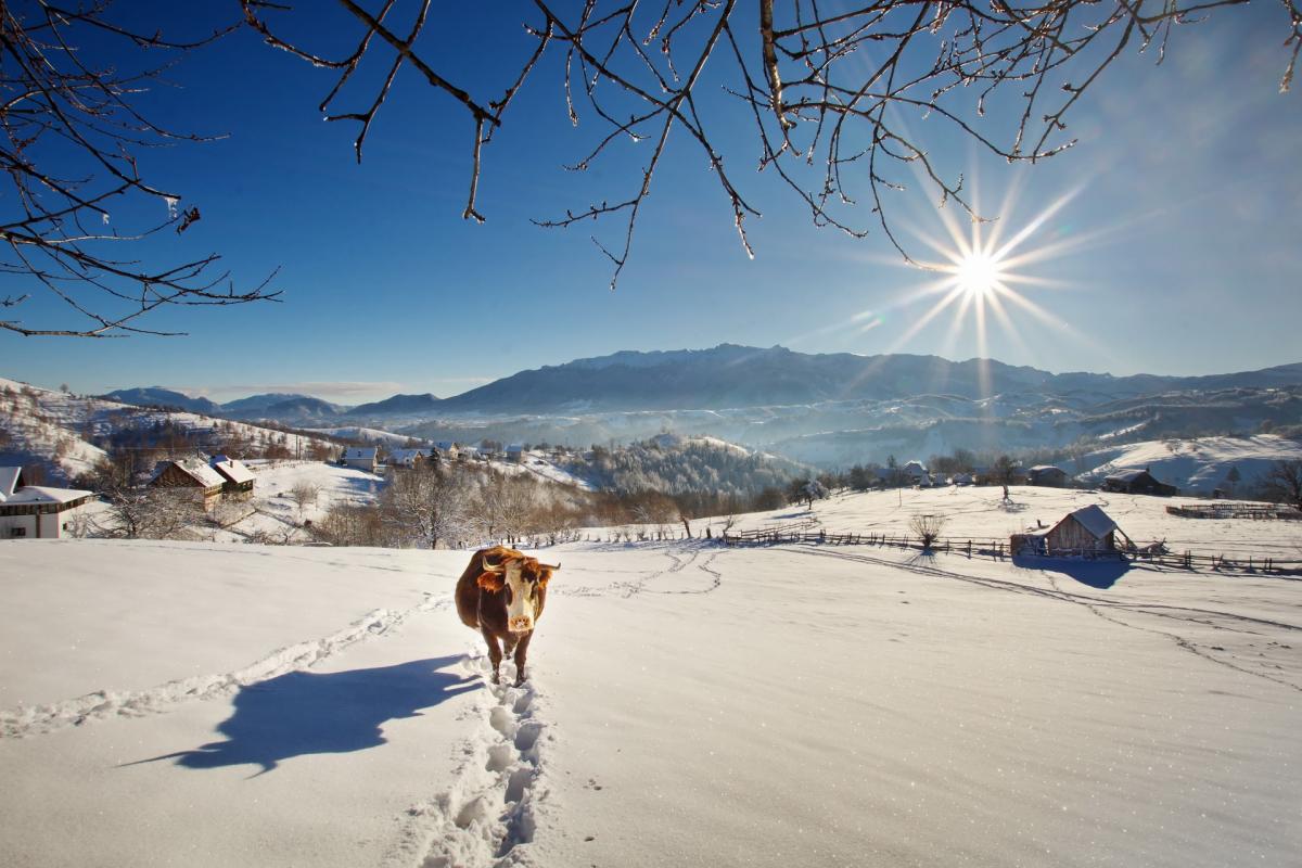 vremea la munte în România vacă în zona montană din România