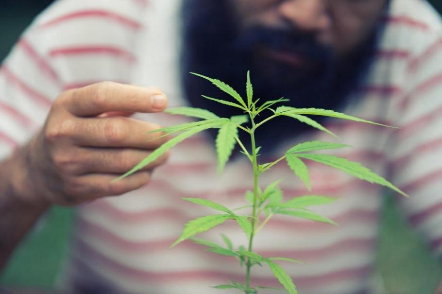 STUDIU. Marijuana poate preveni infectarea cu SARS-CoV-2 STUDIU. Marijuana poate preveni infectarea cu SARS-CoV-2