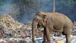 Gropile de gunoi, adevărate cimitire pentru elefanţi. Animalele din Sri Lanka mor pe capete, otrăvite cu deşeuri