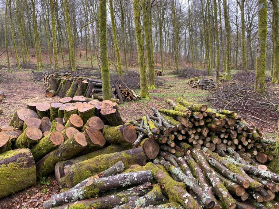 Doi bărbaţi au murit în timp ce tăiau ilegal lemne într-o pădure din Bistriţa-Năsăud. Un copac a căzut peste ei Doi bărbaţi au murit în timp ce tăiau ilegal lemne într-o pădure din Bistriţa-Năsăud. Un copac a căzut peste ei