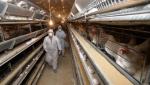 Controale în opt judeţe cu risc ridicat de apariţie a gripei aviare. Caz de "influenţă înalt patogenă H5N1", la Galaţi