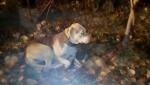 Bucureşteancă amendată după ce și-a abandonat câinele în frig, legat de un copac. Cum au găsit-o poliţiştii pe femeie