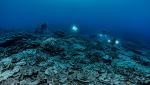 "Buchetul de trandafiri" din adâncurile Pacificului de Sud. Recif de corali uriaş, descoperit la 30 de metri sub ape