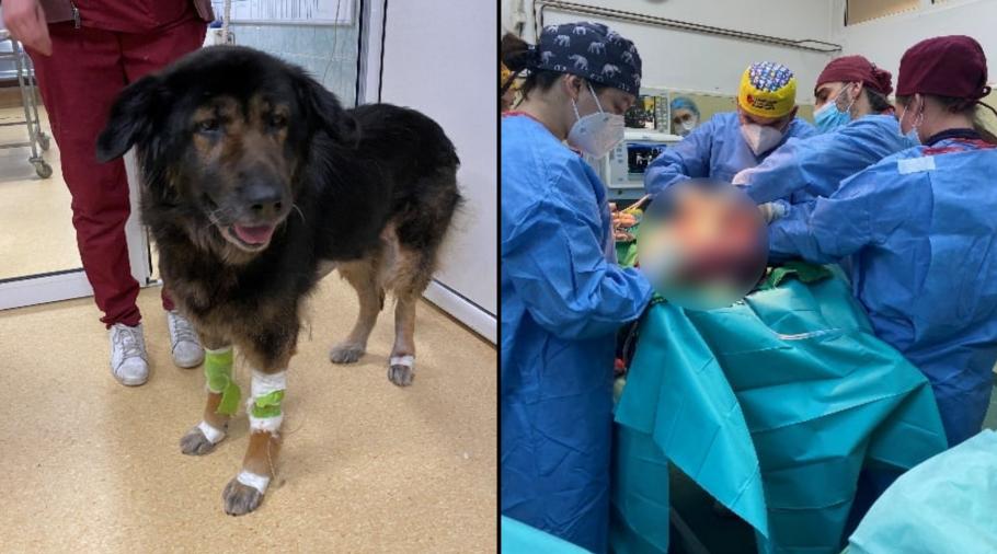 cățelușa Daisy cățelușă operată de hemangiosarcomul
