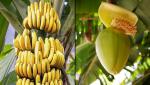 Un nou super-aliment. Ce este "banana falsă", considerată "copacul împotriva foametei"