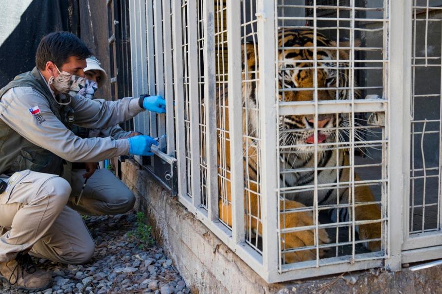 Vaccinare experimentală anti-COVID la o Grădină Zoologică din Santiago de Chile
