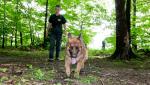 Un câine erou şi-a salvat stăpânul, după ce maşina s-a răsturnat în şanţ. Poliţiştii ajunşi la locul accidentului au rămas fără cuvinte