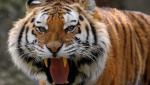 Un tigru bengalez a semănat teamă într-un parc safari din Japonia, după ce a atacat trei îngrijitori
