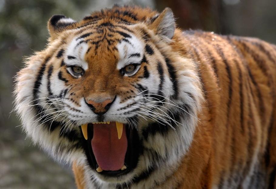 Un tigru bengalez a semănat teamă într-un parc safari din Japonia Un tigru bengalez a semănat teamă într-un parc safari din Japonia