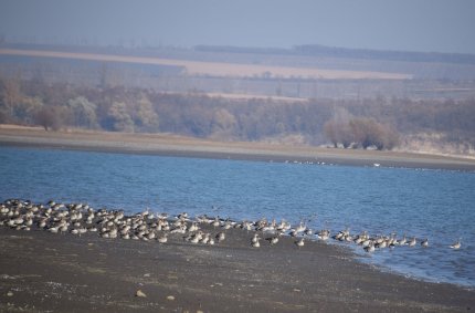 O specie de păsări pe cale de dispariţie a fost observată în Botoșani. În țara noastră mai sunt aproximativ 50 de exemplare