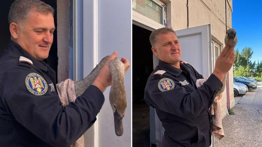 pui de lebădă salvat lebădă salvată de pompierii de la ISU Delta - Tulcea