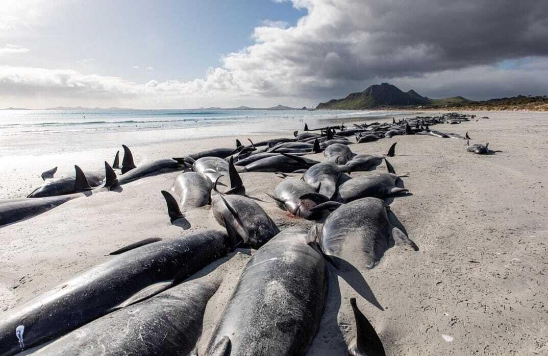 500 de balene-pilot au murit după ce au eşuat într-o zonă izolată din Noua Zeelandă
