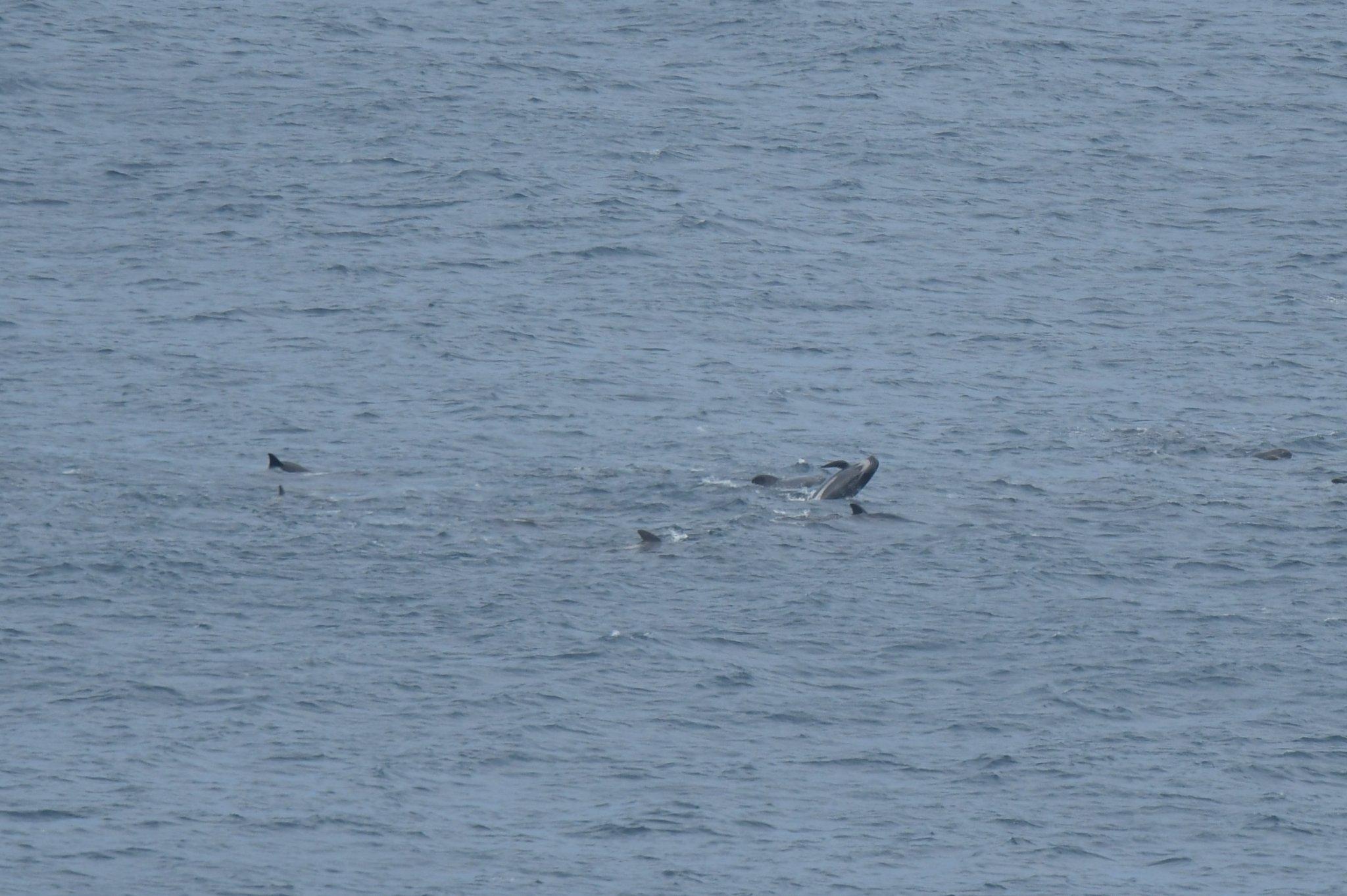 500 de balene-pilot au murit după ce au eşuat într-o zonă izolată din Noua Zeelandă