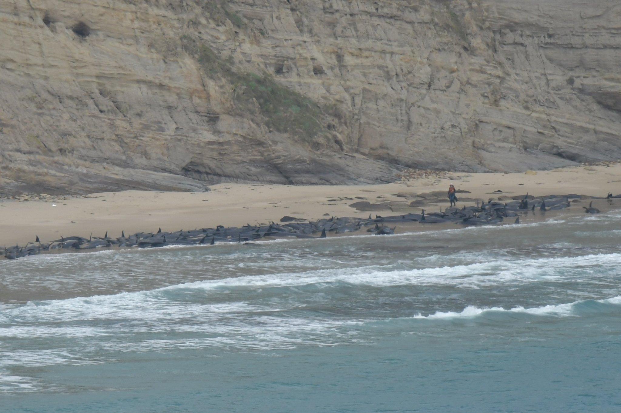 500 de balene-pilot au murit după ce au eşuat într-o zonă izolată din Noua Zeelandă