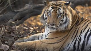 "Conflict Tiger", un tigru care ar fi ucis 13 persoane în India, a fost capturat. Săptămâna trecută, indienii au împuşcat un alt animal care a omorât 9 oameni