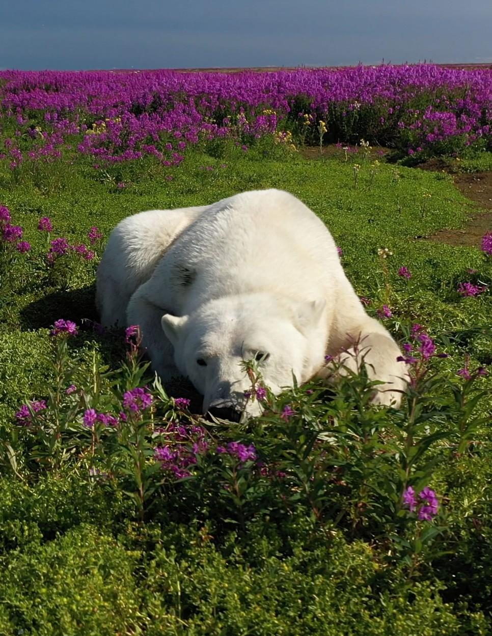 "Şedinţă foto" inedită pe un câmp de lavandă din Canada. Mai mulţi urşi polari au devenit vedetele unui "pictorial" neobişnuit
