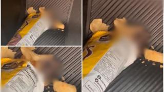 "Este în viață?". Un şoarece, "surpriza" găsită de o tânără într-o pungă de chipsuri pe care o cumpărase dintr-un magazin din Mexic