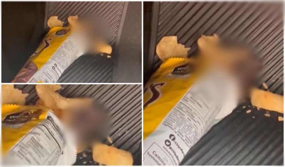 Un şoarece, "surpriza" găsită de o tânără într-o pungă de chipsuri Un şoarece, "surpriza" găsită de o tânără într-o pungă de chipsuri