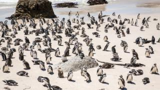 Aproape 30 de pinguini dintr-o colonie din Africa de Sud, morți din cauza gripei aviare. Cercetătorii sunt îngrijorați de viitorul acestei specii