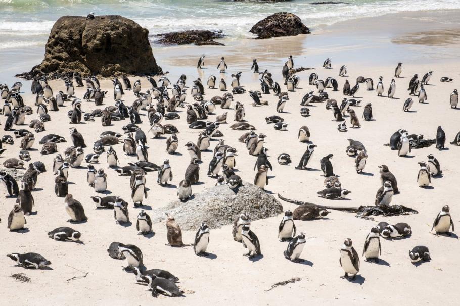 Pinguini Pinguini