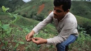 Columbia și-a bătut propriul record în creșterea de plante de coca, principalul ingredient al cocainei. Avetizările ONU cu privire la cultivare