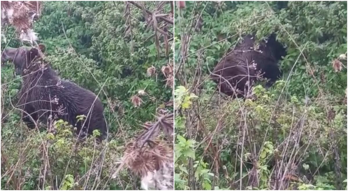 Urs lovit de maşină, lăsat în agonie pe marginea drumului Urs lovit de maşină, lăsat în agonie pe marginea drumului