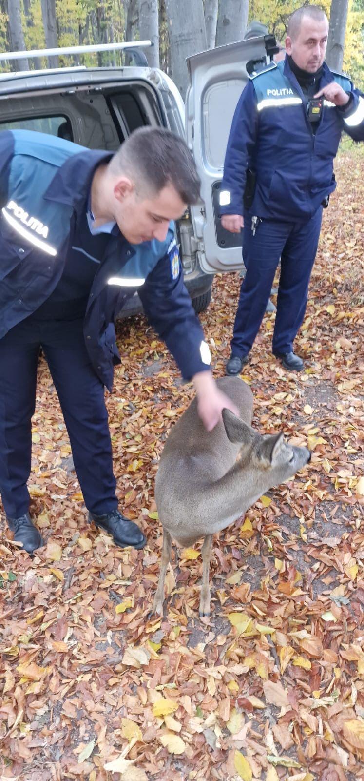 Omul, suspect de braconaj, s-a ales cu dosar penal