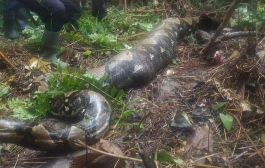 Femeie de 54 de ani, mâncată de vie de un piton, în Indonezia Familia i-a găsit trupul în stomacul reptilei, la două zile după dispariție