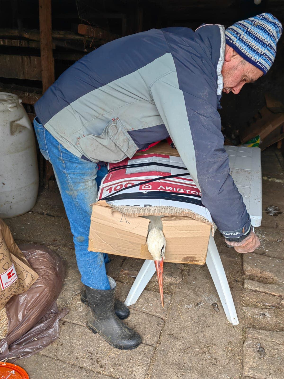 barză salvată în Poiana Stampei, Suceava