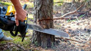 Un bărbat de 36 de ani din Roşia Montană a murit lovit în cap de un copac pe care-l tăia
