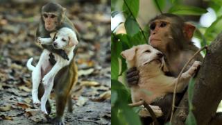 Momentul în care o maimuţă se "îndrăgosteşte" de un căţeluş. Îl ia în braţe şi îl urcă în copac. Imaginile, surprinse de un fotograf în Bangladesh