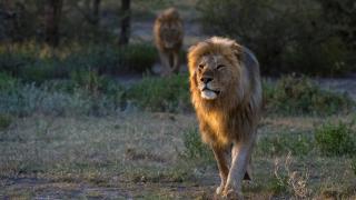 Cinci lei au scăpat de la o grădină zoologică din Australia. Unul dintre pui a fost tranchilizat pentru a fi adus înapoi