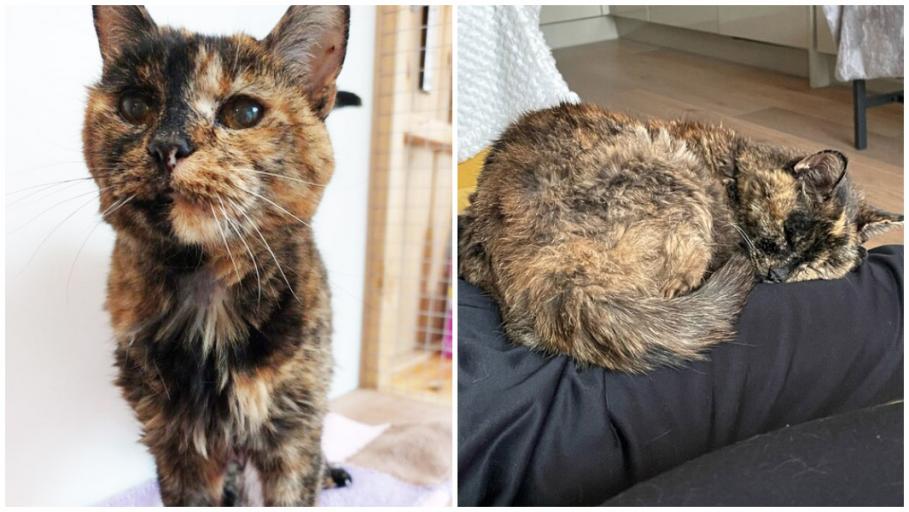 Flossie e cea mai bătrână pisică din lume Flossie e cea mai bătrână pisică din lume