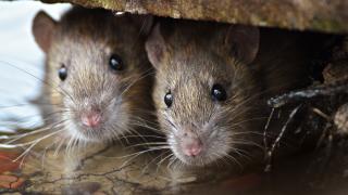 Poliţia dă vina pe șobolani că au mâncat 200 de kilograme de canabis, dispărute chiar din secţii