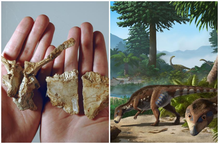 O nouă specie de dinozaur, descoperită în Geoparcul Internațional UNESCO Țara Hațegului O nouă specie de dinozaur, descoperită în Geoparcul Internațional UNESCO Țara Hațegului