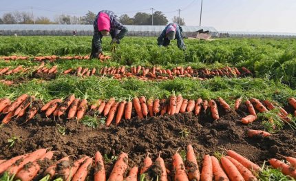 Fermierii chinezi, forţaţi să îşi distrugă recoltele pentru a preveni răspândirea pandemiei de COVID-19