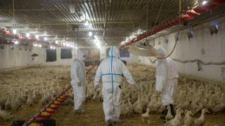 Alertă la frontiera cu România. Ungaria a descoperit un caz de gripă aviară înalt patogenă H5N1