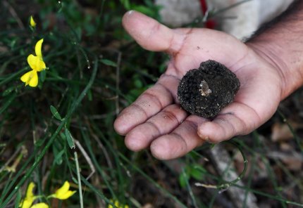 Un român şi un italian, prinşi cu peste 1,6 kilograme de trufe negre culese ilegal