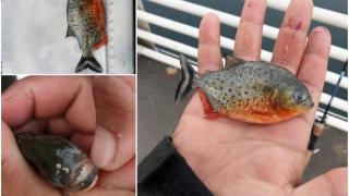 Pește Piranha, extrem de agresiv, găsit în apele Crișului Repede. Garda de Mediu face anchetă: "Este îngrijorător"