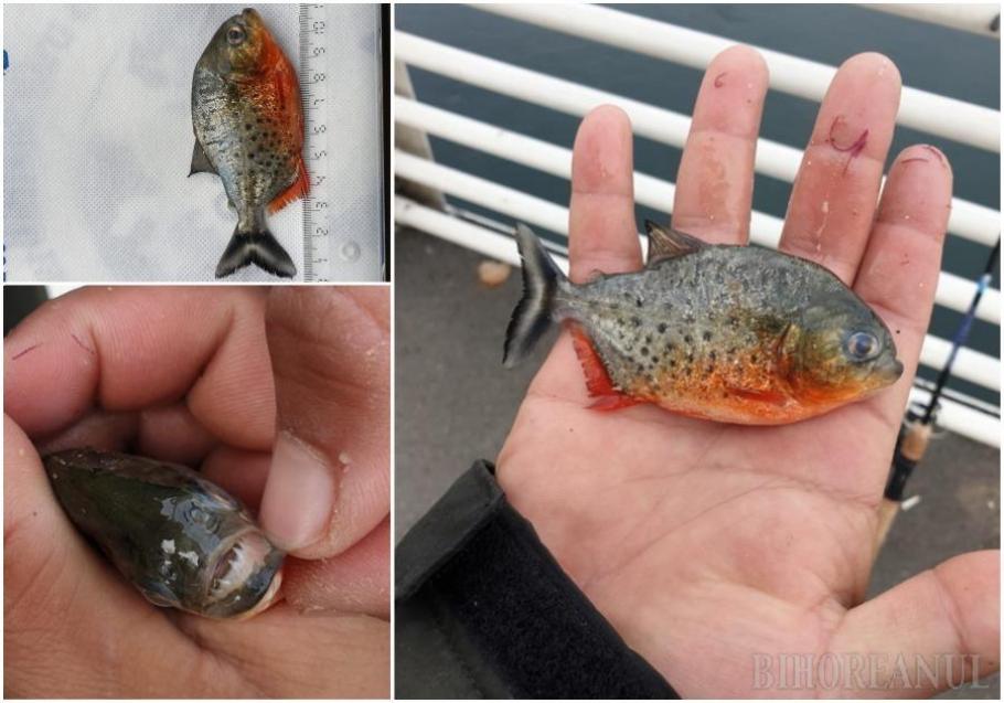 pește piranha pește piranha găsit în Crișul Repede, în județul Bihor