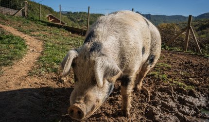 De la tăierea porcului, direct pe masa de operație.