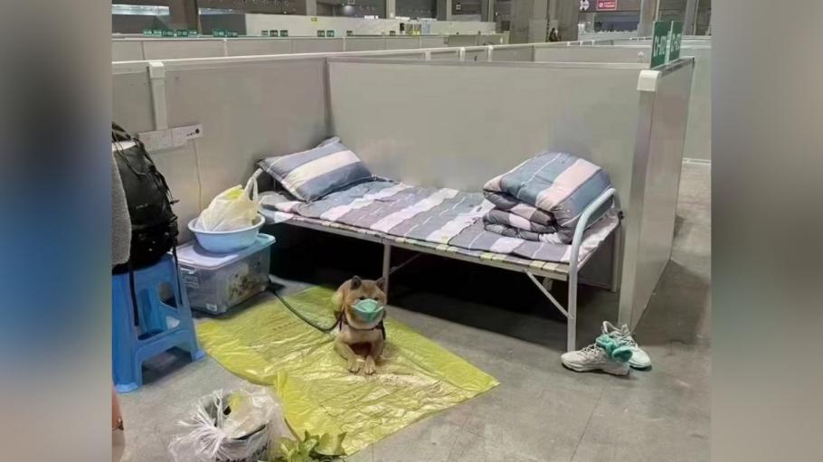 cățel în carantină cățel pus în carantină în Wuhan, China