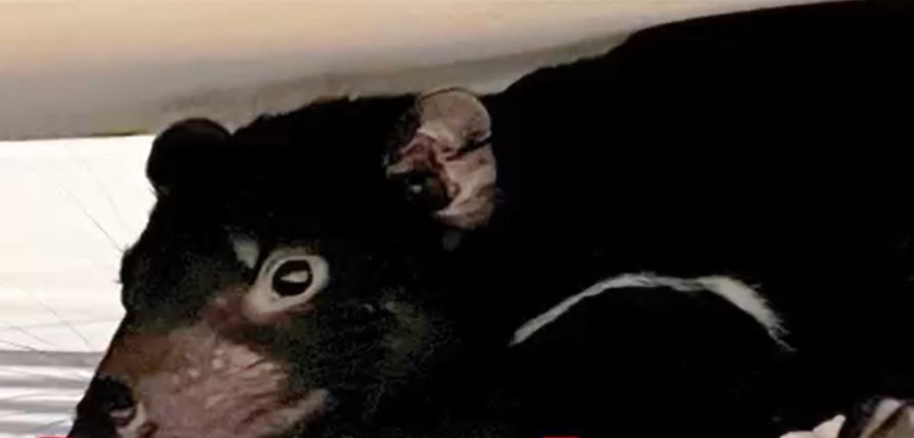 O australiancă a vrut să ia de pe podea un diavol tasmanian crezând că e o jucărie. Femeia s-a urcat pe masă, de spaimă, animalul s-a ascuns sub pat