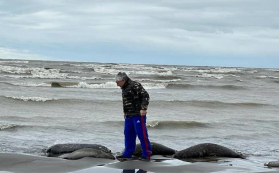 2.500 de foci caspice, găsite moarte în sudul Rusiei. Poluarea masivă ar putea fi una dintre cauzele dezastrului 2.500 de foci caspice, găsite moarte în sudul Rusiei. Poluarea masivă ar putea fi una dintre cauzele dezastrului